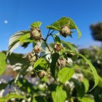 Malina červená (Rubus idaeus) 'WILLAMETTE´ - výška 30-40 cm, kont. C2L